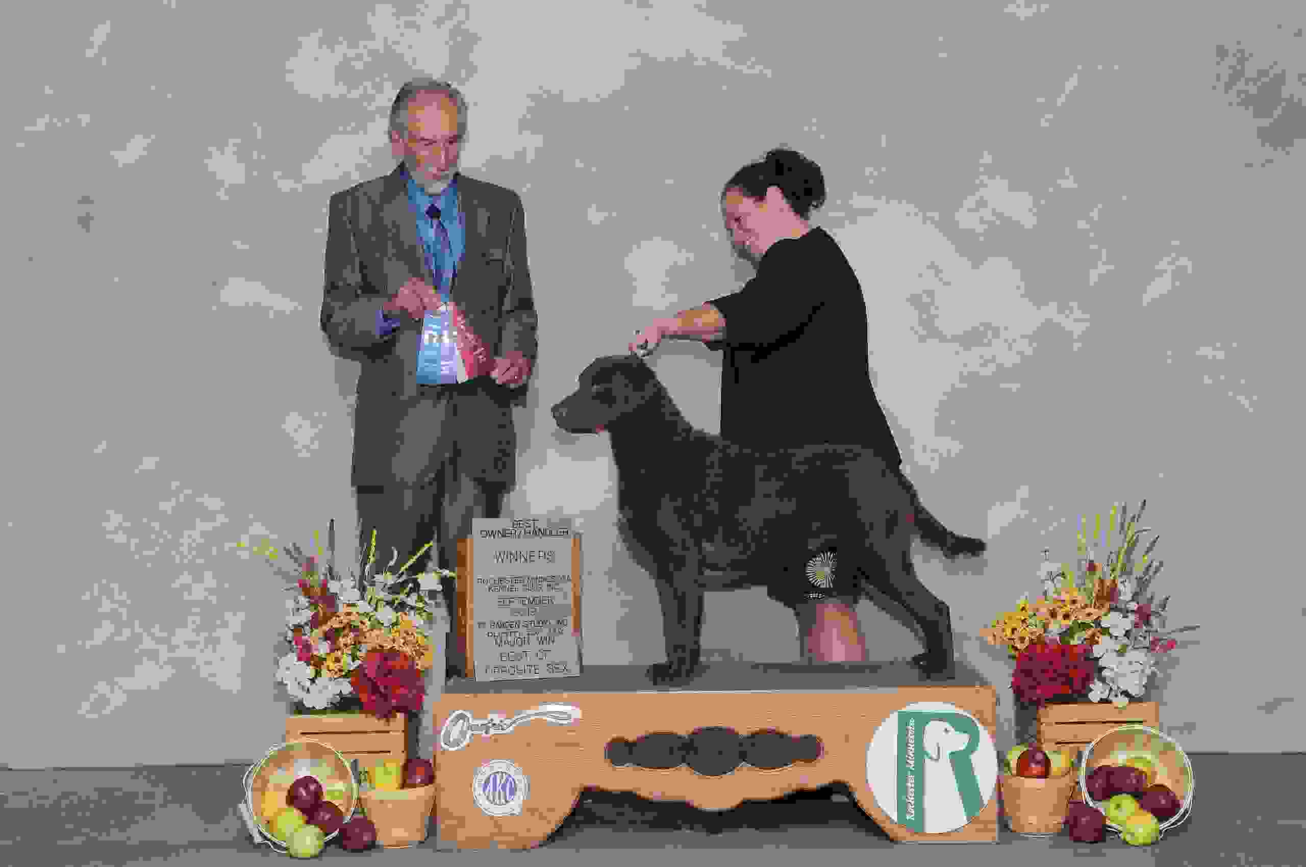 Whistling Winds Retrievers online Whistling Winds Retrievers